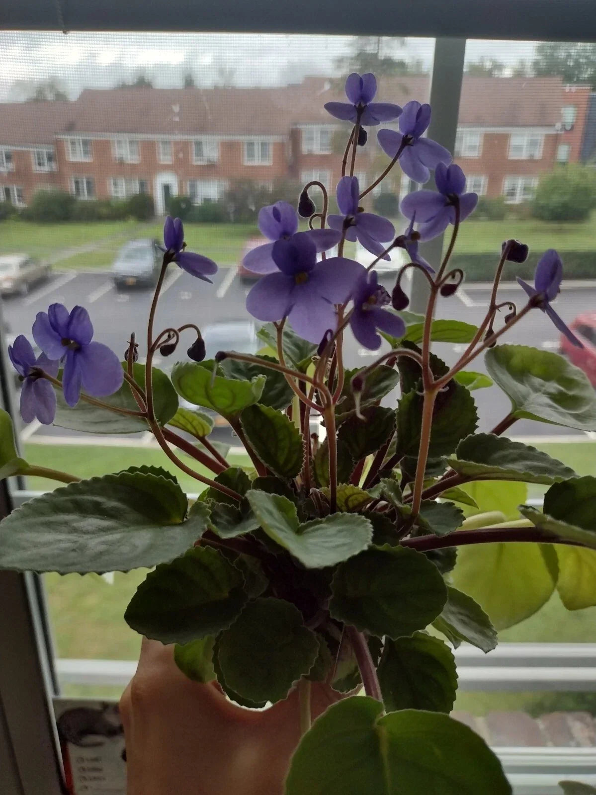 African Violet Cuttings - 2 Unrooted Leaves - S. Rupicola Species Violet - Indoor Plant Propagation or Decoration