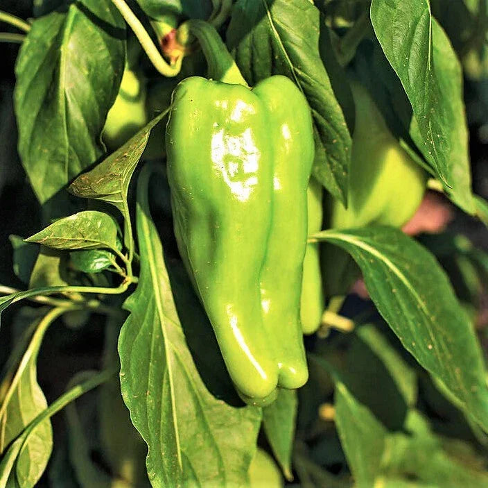 Cubanelle Pepper Seeds – Capsicum annuum – Mild 1,000 Scoville Cuban Peppers for Garden, Container, or Planting Season 2025