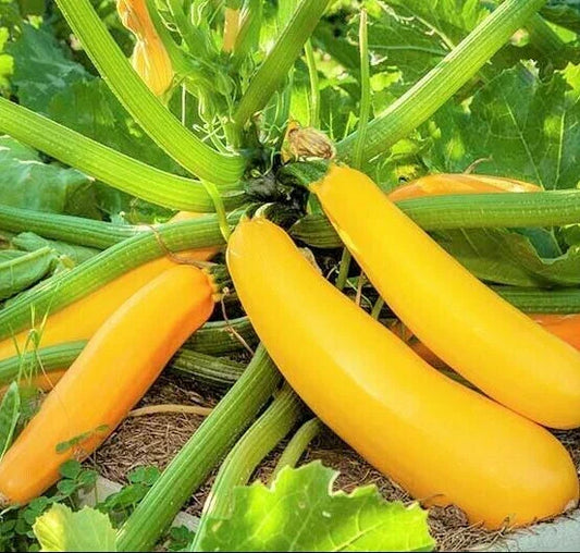 Golden Zucchini Seeds | Heirloom Yellow Summer Squash | Cucurbita pepo | Organic Non-GMO Gardening