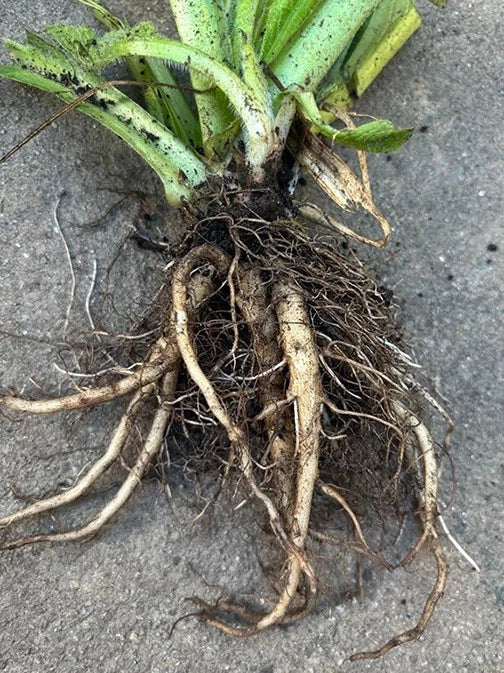 Comfrey Live Root – Organic Perennial Herb, Symphytum officinale Root Cuttings, Drought Resistant, Medicinal & Garden Use