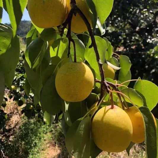 Pear Tree Seeds 25+ Pyrus communis White Pear Fruit for Garden, Edible, Sweet, Deciduous Tree, USA Seller