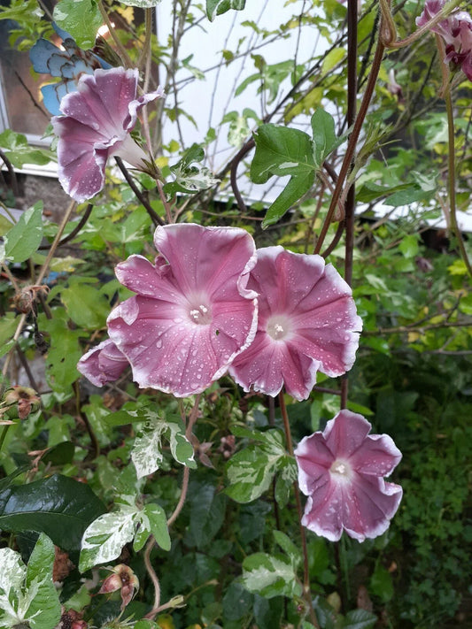 Morning Glory Seed Mix - 35+ Seeds, Vibrant Climbing Vines, Ipomoea tricolor, Fast-Growing Annual Flower for Garden & Balcony