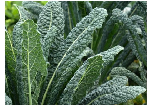 Organic Black of Tuscany Kale Seeds - Heirloom Italian Brassica oleracea var. sabellica, Non-GMO, Rich in Vitamins, Easy to Grow