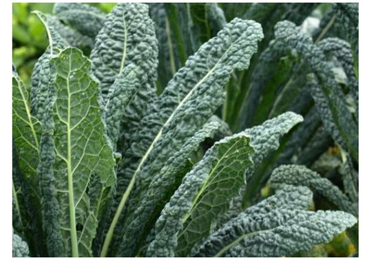 Organic Black of Tuscany Kale Seeds - Heirloom Italian Brassica oleracea var. sabellica, Non-GMO, Rich in Vitamins, Easy to Grow