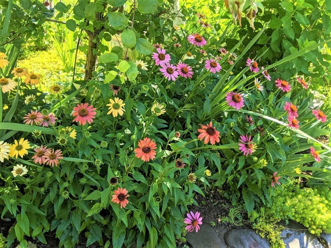 Echinacea purpurea Cheyenne Spirit Coneflower Plants – Perennials, Colorful Garden Flowers, Butterfly & Hummingbird Attractors, 10 Live Plants