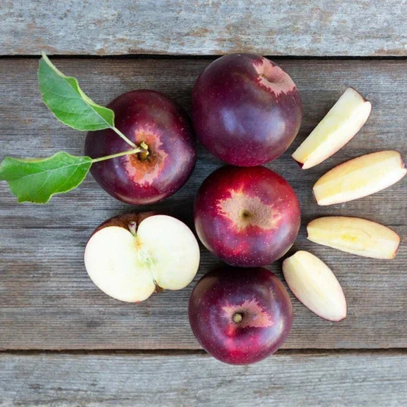 Arkansas Black Apple Tree Bare Root M7 Rootstock | Malus domestica | Dark Red, Crisp, Sweet Apples