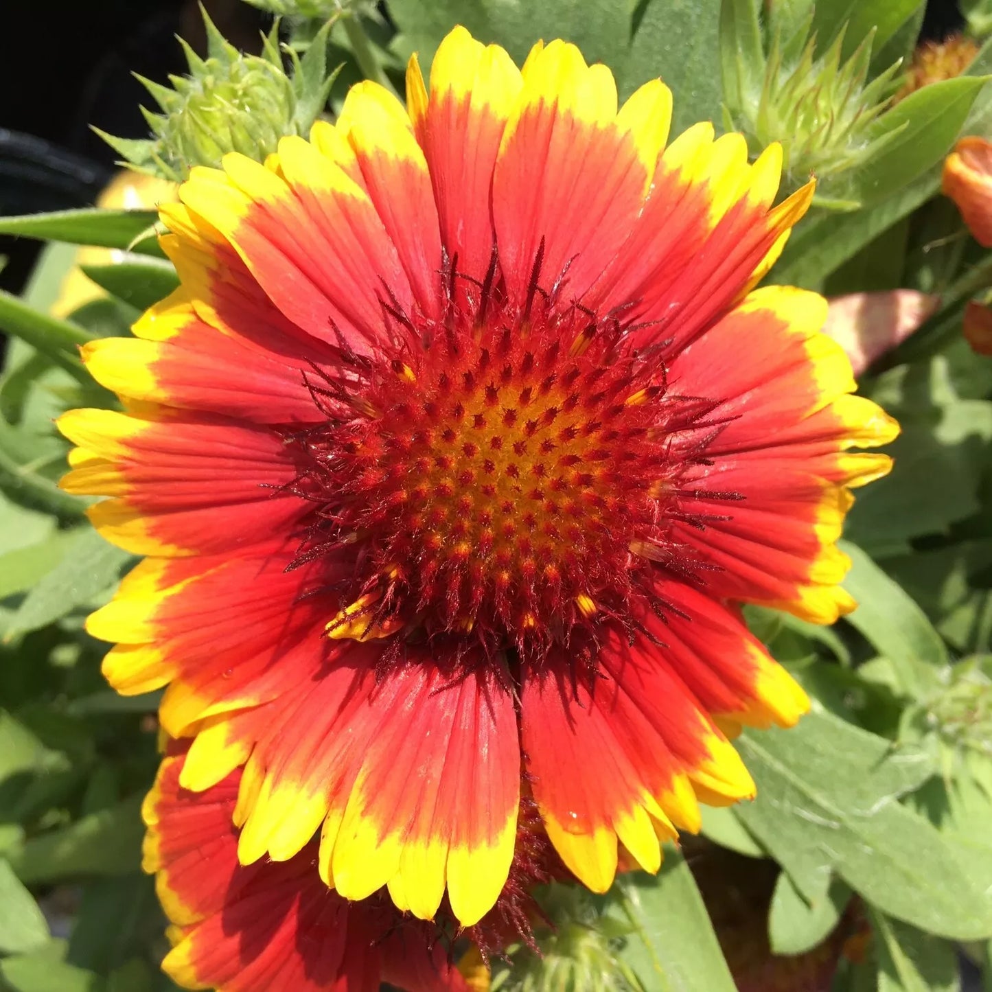 Gaillardia Blanket Flower Seeds - Perennial Garden Seeds with 100+ Gaillardia aristata for Vibrant Summer Blooms, Butterfly & Pollinator Attractant