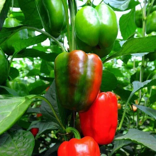 California Wonder Pepper Seeds - 100 Non-GMO Heirloom Seeds - Capsicum annuum - Sweet Peppers for Garden - USA Seller