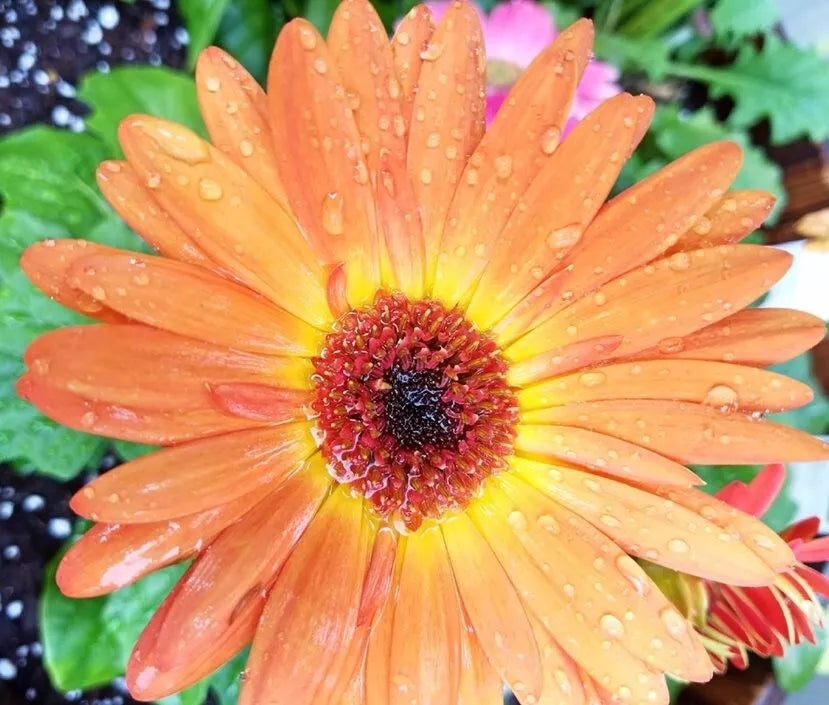 Peach Gerbera Daisy Seeds 200+ Pack for Garden Planting - Gerbera jamesonii, Vibrant Summer Blooms, Easy to Grow, Attracts Pollinators