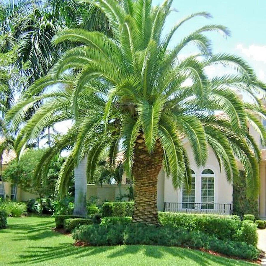 Canary Island Date Palm Seeds - Phoenix Canariensis, Hardy Tropical Tree Seeds for Garden, Landscape, and Drought Tolerance