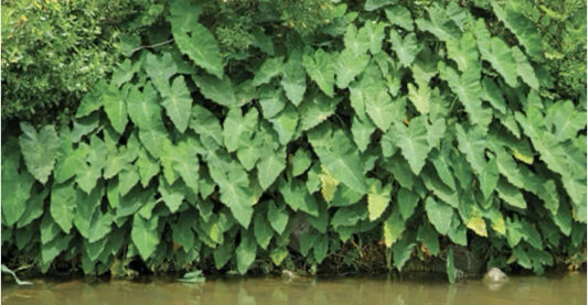 Green Taro Plant Bundles - Tropical Water Garden Marginal Aquatic Plant - Colocasia esculenta - Rooted 3-Pack