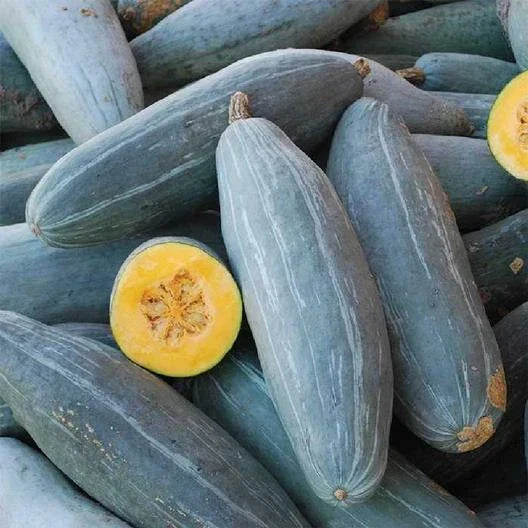 Guatemalan Blue Squash Seeds - Heirloom Cucurbita maxima - Exotic Blue-Green Skin, Nutty Flavor, Climbing Vine, Non-GMO, High Germination