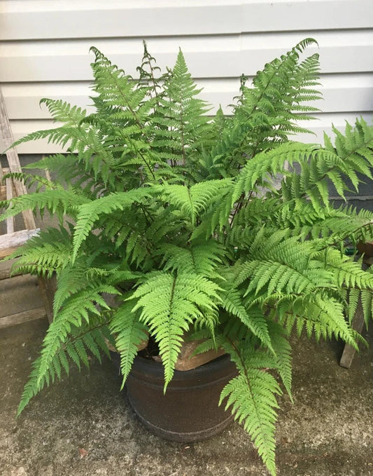 Lady Ferns Bare Root Plants - 5 Clumps Athyrium filix-femina for Shade Gardens, Woodland Landscaping