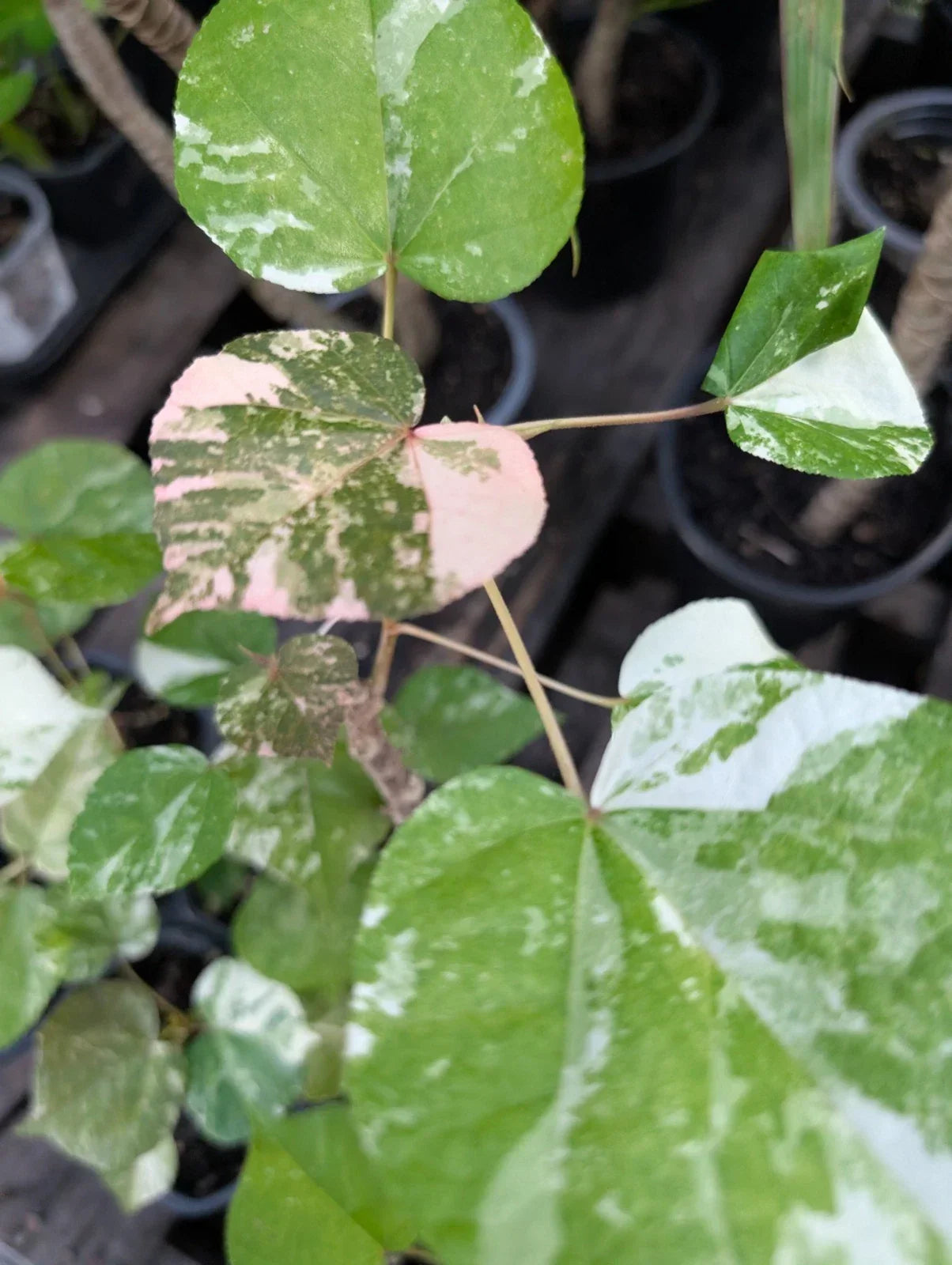 Variegated Mahoe Sea Hibiscus Live Plant in 4" Pot – Hibiscus tiliaceus 'Variegata' Tropical Shrub with Colorful Foliage