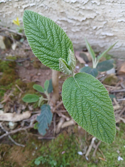 Live Rooted Leatherleaf Viburnum Plant - 4-Year-Old Viburnum rhytidophyllum for Bonsai & Garden