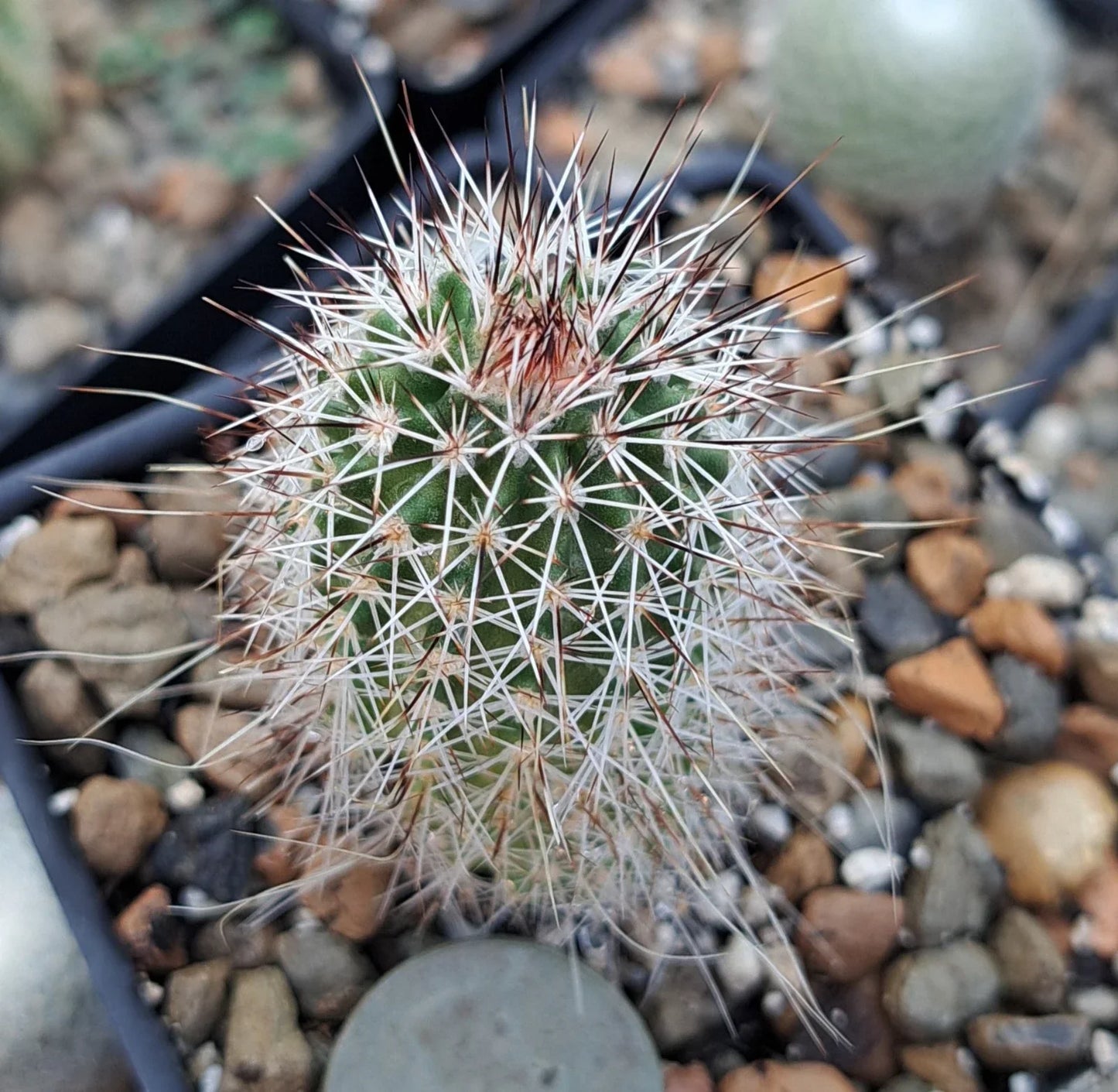 Echinocereus Chisoensis Bare Root Cactus | Drought-Tolerant Succulent | Unique Desert Plant | Low Maintenance Garden
