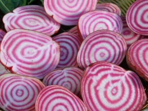 Chioggia Beet Seeds 100+ Pack, Heirloom Beta vulgaris, Vibrant Pink & White Striped Vegetables for Garden or Container