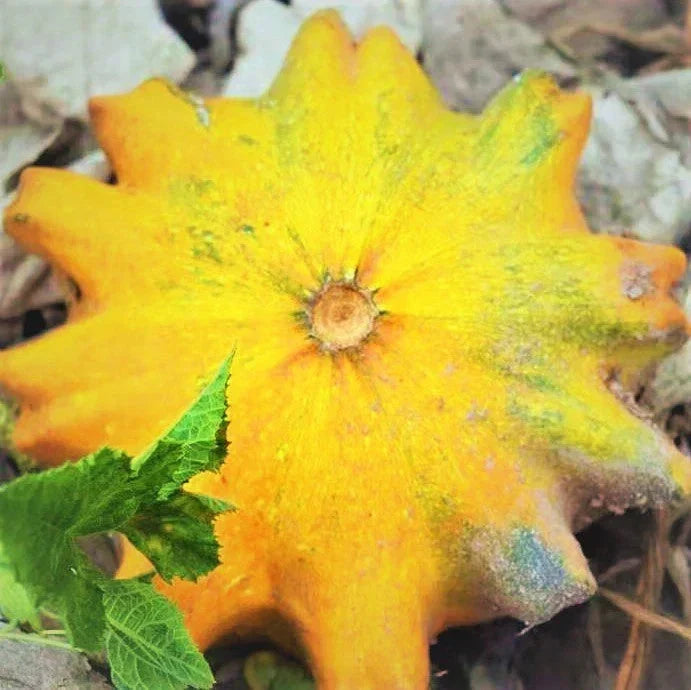 Sun Star Ornamental Gourd Seeds - Decorative Pumpkin Craft Pack of 20 - Lagenaria siceraria for Garden & Autumn Displays