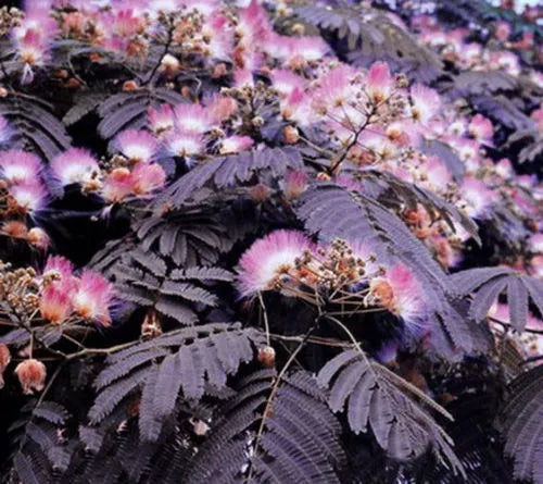 Chocolate Mimosa Tree Seeds - Albizia julibrissin - Summer Blooming Silk Tree Seeds - 10 Pack for Garden, Landscape & Pollinator Attraction