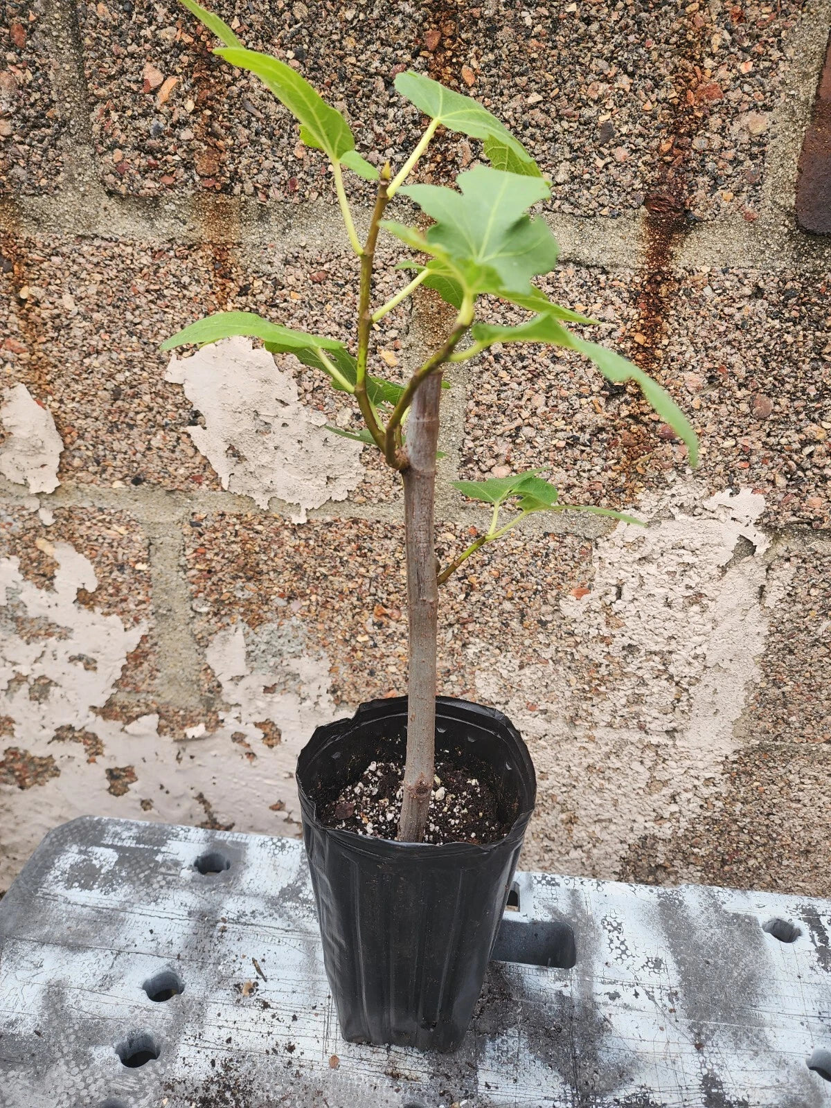 Fig Tree Plant - 1-2 Year Old Ficus Carica Fruit Tree for Indoor & Outdoor Growing