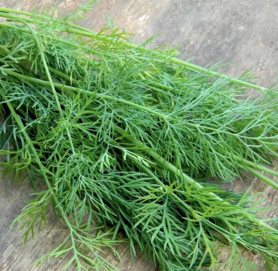 Mammoth Dill Seeds - Organic Heirloom Non-GMO Herb for Seasoning, Anethum graveolens, Culinary & Pickling