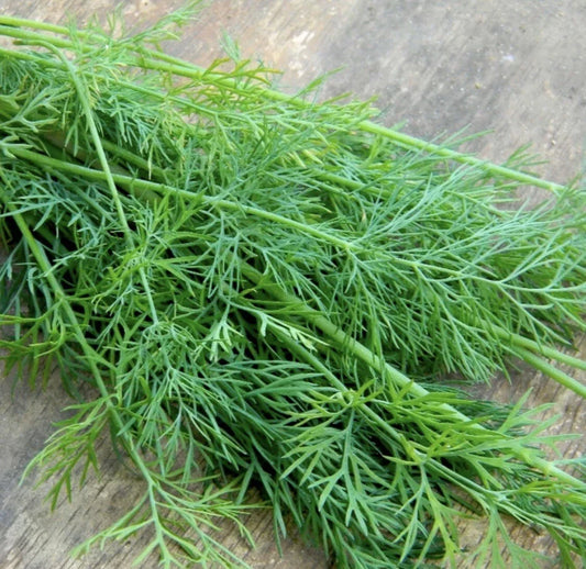Mammoth Dill Seeds - Organic Heirloom Non-GMO Herb for Seasoning, Anethum graveolens, Culinary & Pickling