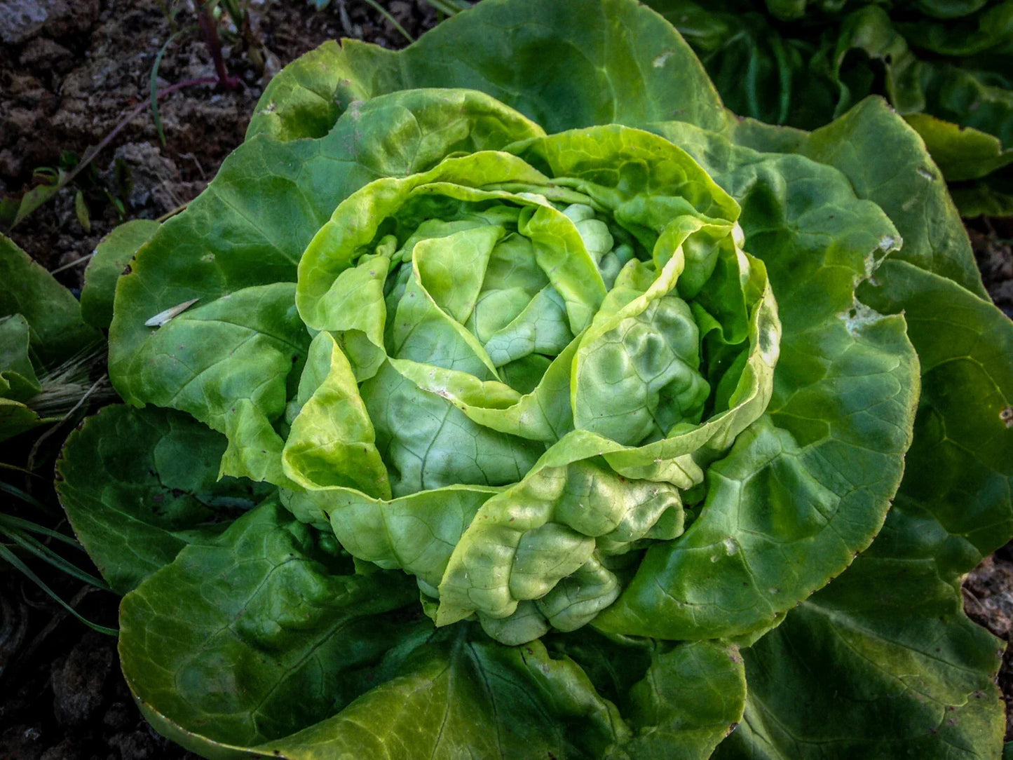 Buttercrunch Lettuce Seeds Bulk – Loose-Leaf, Tender, Cool-Weather, Lactuca sativa, 1000-8000 Seeds