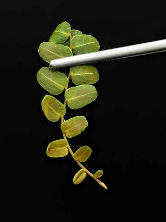 Marcgravia sp. Ecuador #9 10-Leaf Cutting – Unique Indoor Terrarium Plant for Indoor Gardening