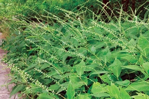 Jumpseed Seeds - 200 Count - Virginia Knotweed Persicaria virginiana Native Perennial for Shade Gardens and Ground Cover