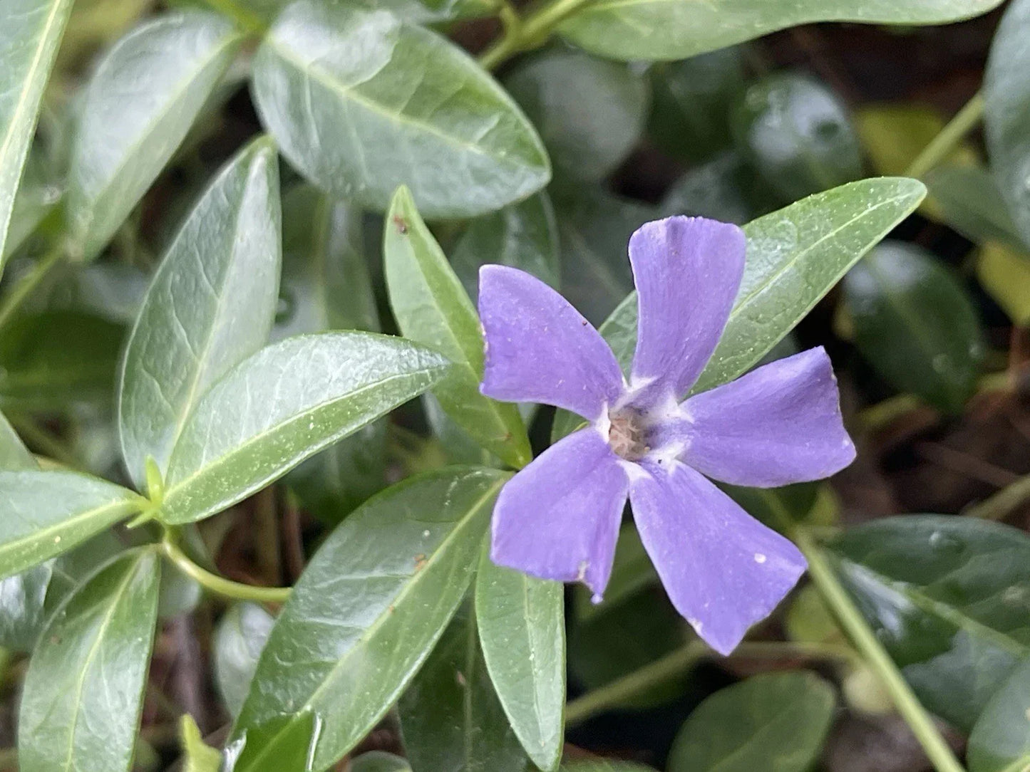 Vinca Minor Periwinkle Creeping Myrtle Ground Cover Plants – Evergreen, Low Maintenance, 100+ Live Plants for Gardens and Landscapes