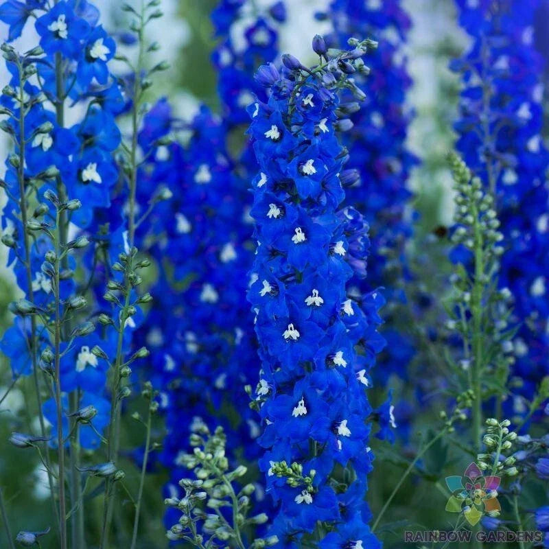 Delphinium Seeds - 200+ Paramo Azul Variety - Blue Flower Perennial Seeds for Garden, Borders & Cut Flowers - USA Grown