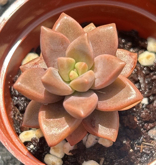 Live Succulent Plant | Graptosedum ‘Vera Higgins’ | Fully Rooted Rosette for Indoor & Outdoor Decor