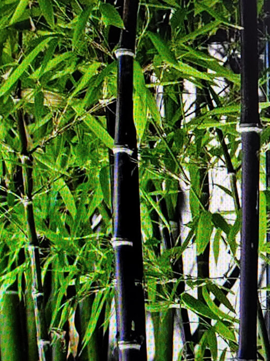 Live Black Bamboo Rhizomes – Freshly Dug Phyllostachys Nigra – Landscaping Plants – Two Plant Set for Privacy and Focal Points