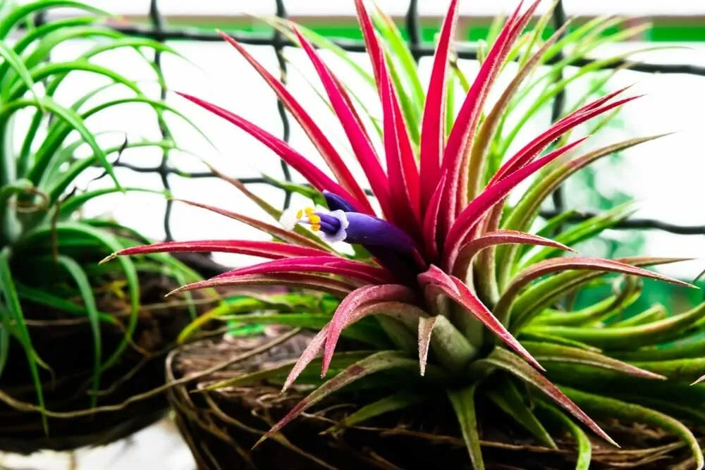 10 Tillandsia Ionantha Seeds for Planting - Shy Plant Variety, Air Plant Seeds, Tropical Bromeliad