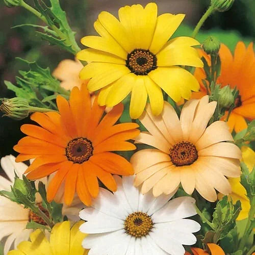 African Daisy Seeds - Heirloom Non-GMO Flower Seeds for Borders & Containers - Arctotis stoechadifolia