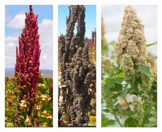 Organic Rainbow Quinoa Seeds - 300+ Non-GMO Chenopodium quinoa Mix for Home Gardening, Nutritious, Colorful, Easy to Grow