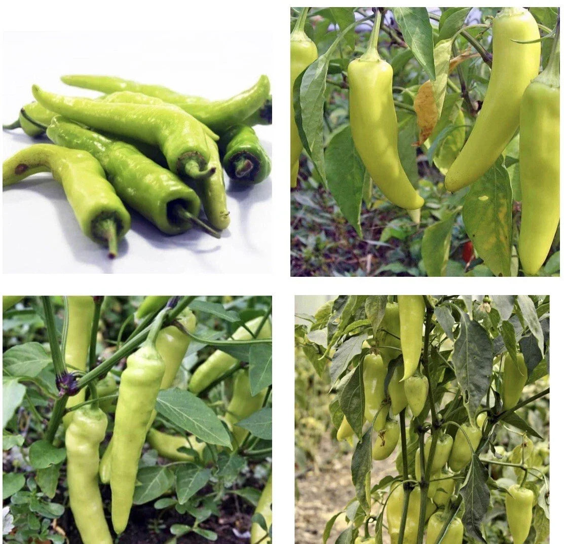 Sweet Banana Pepper Seeds - Non-GMO Capsicum annuum for Home Gardening, 30+ Seeds, Easy to Grow, Full Sun, Bushy Plant