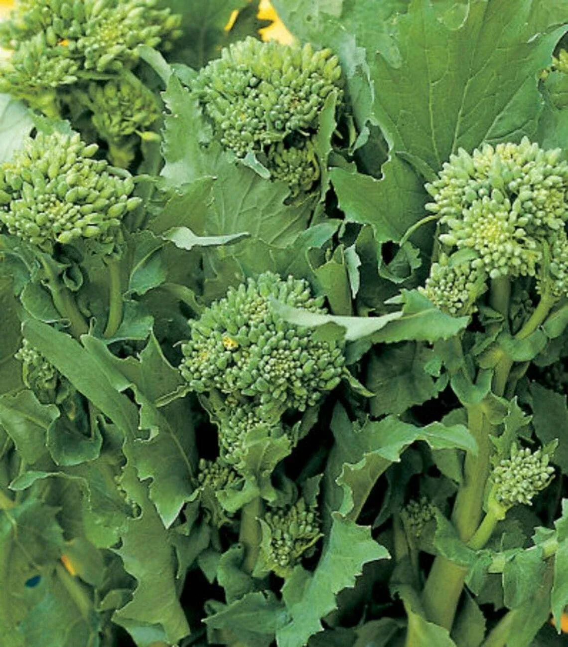 Broccoli Raab Seeds | Heirloom Non-GMO Rapini Vegetable Seeds | Brassica rapa var. ruvo | Full Sun, Bushy Growth