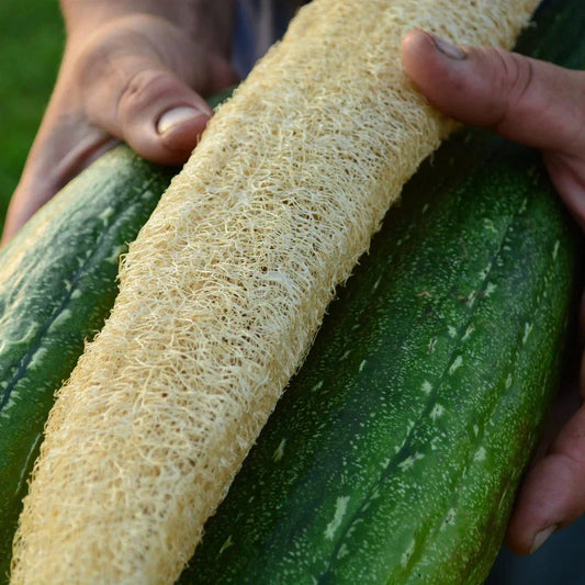 Luffa Gourd Seeds – 12 Pack – Loofah Sponge Gourd for Dishcloths & Crafts – Organic Luffa aegyptiaca Seeds for Gardening