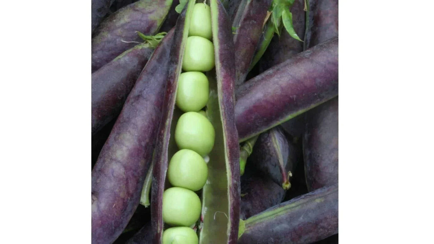 Blue Shelling Pea Seeds, Non-GMO, Blauwschokkers, Purple-Blue Pod, Heirloom Vegetable Seeds, Pisum sativum