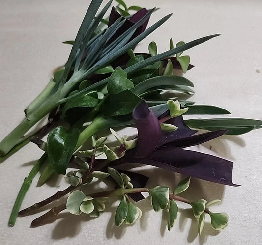 Live Plant Cuttings Set - 12 Pieces for Rooting - Indoor Gardening, Houseplants, Beginner Friendly - Multiple Varieties
