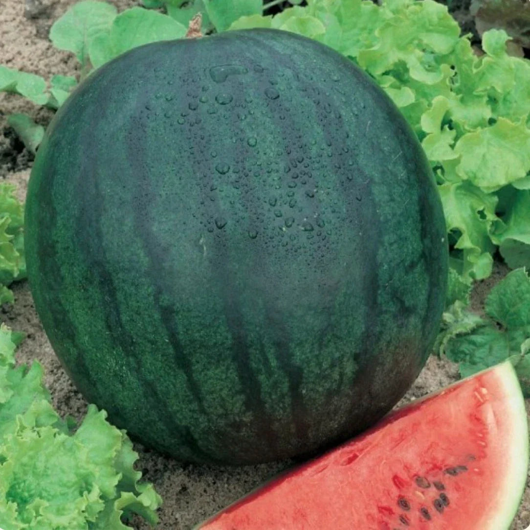 Sugar Baby Watermelon Seeds - 200 Non-GMO Heirloom Citrullus lanatus for Home Gardening, Container Growing, Juicy Small Watermelons