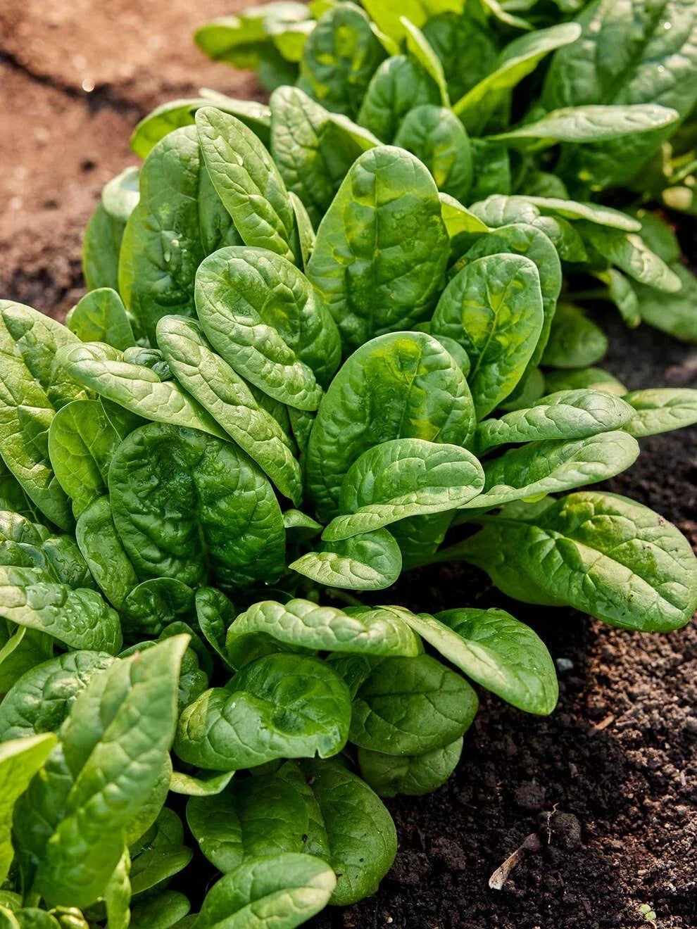 Bloomsdale Spinach Seeds - 150+ Organic Heirloom Non-GMO Seeds for Home Gardening - Spinacia oleracea, Cold Tolerant, Easy to Grow