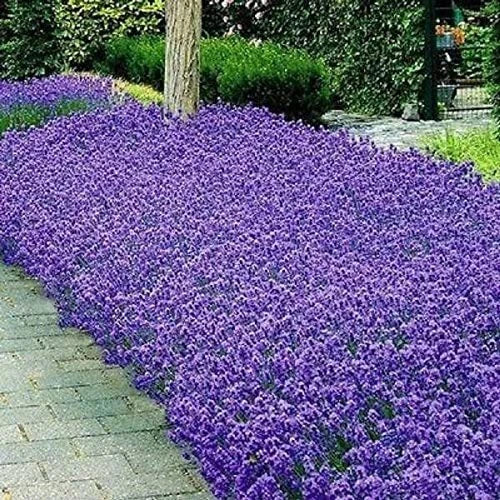 Italian Lavender Seeds - Heirloom Non-GMO Herb Seeds for Garden, Aromatic Lavandula angustifolia, Fragrant, Pollinator-Friendly, Easy to Grow