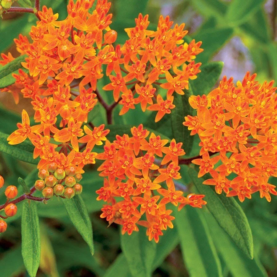 Butterfly Weed Seeds - Orange Milkweed, Pleurisy Root, Pollinator Friendly, Asclepias tuberosa, Native Wildflower, Drought Tolerant