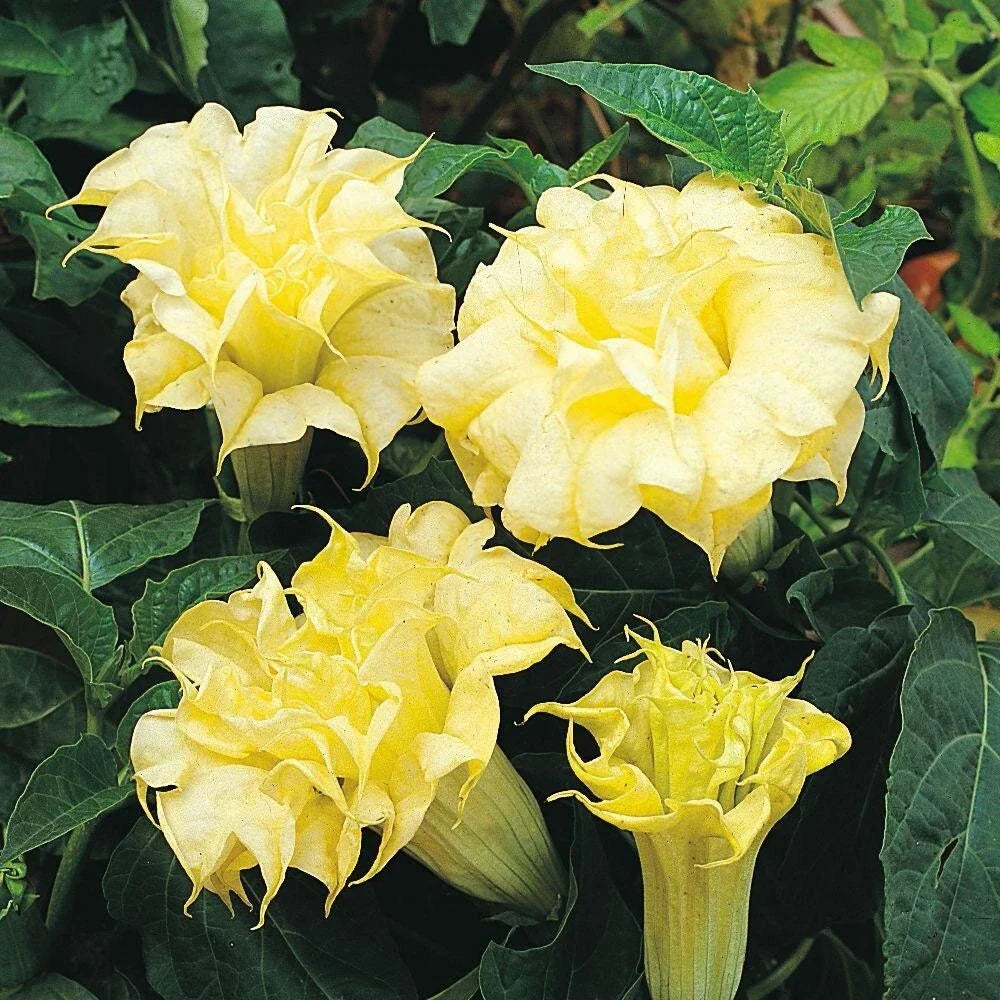 Golden Queen Angel Trumpet Seeds – Brugmansia x candida – Double Golden Flowers, Fragrant, Perennial, Garden & Pot Plant