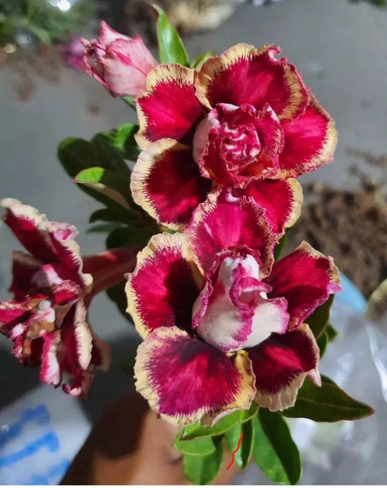 Desert Rose Adenium Obesum Seedling - Small 4-6 Inches Rooted Succulent for Home Garden, Easy Care Plant