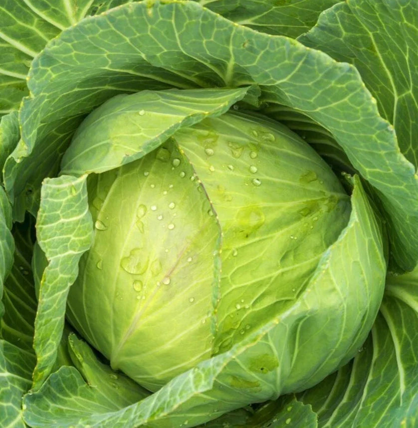 Golden Acre Cabbage Seeds – Brassica oleracea var. capitata – 300+ Seeds for Home Gardening and Culinary Use