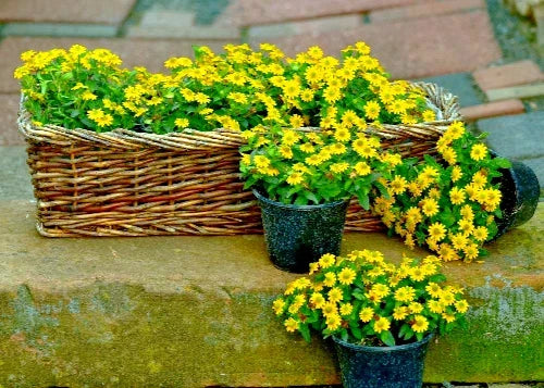 Creeping Zinnia Seeds - 500 Bulk Ground Cover Flower Seeds - Zinnia angustifolia for Rock Gardens, Borders, and Pollinator Gardens