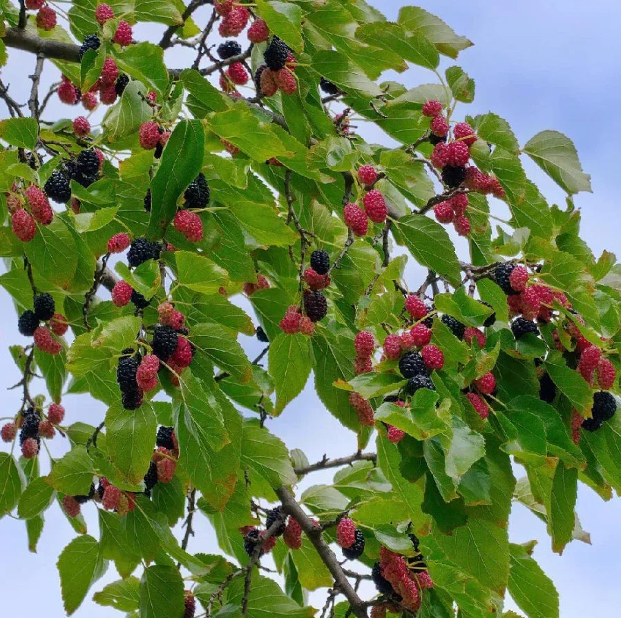 Dwarf Everbearing Mulberry Plants 4-6 Inches Rooted Morus nigra for Container Garden Indoor or Outdoor